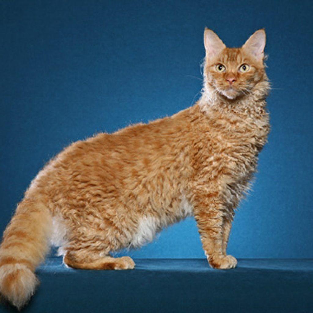 Cat XWqBv4Dnh