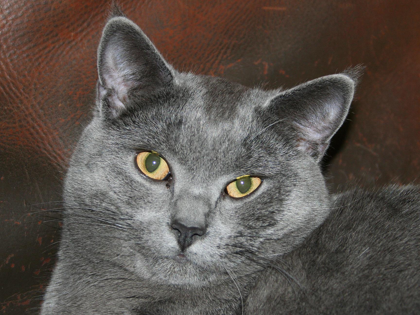 Cat Y4YIOqGKb