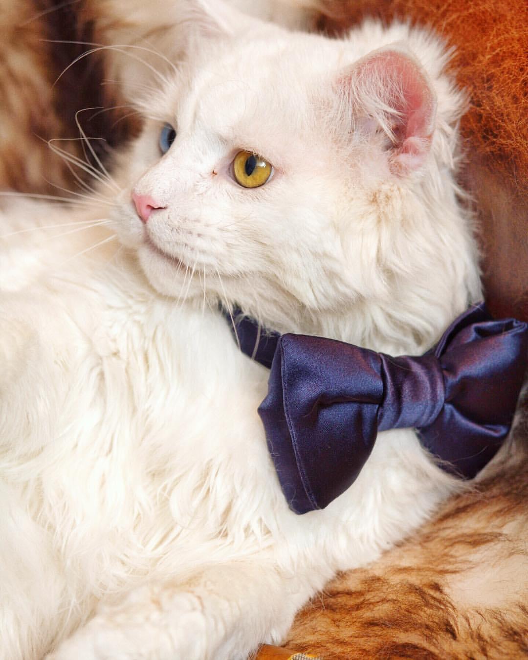Cat Ycnj9T-JJ
