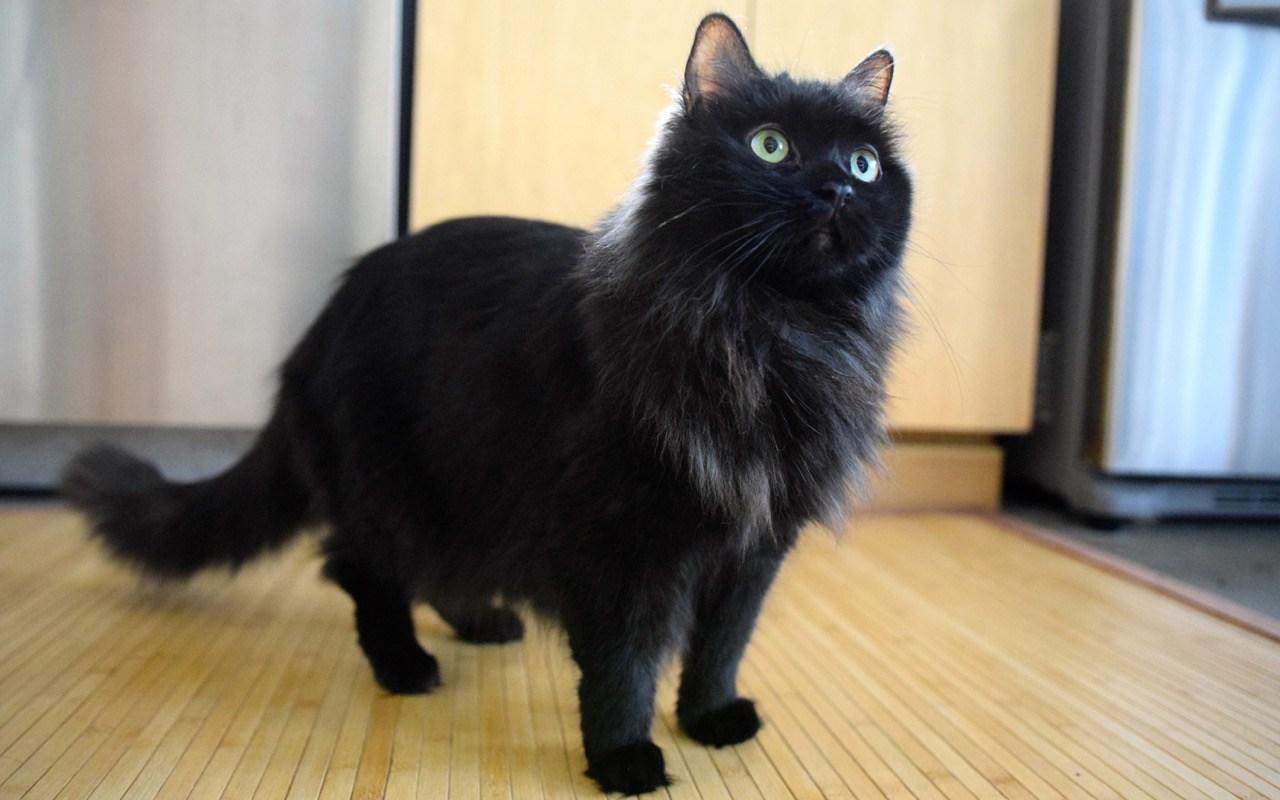 Cat Yt4_Z0aDC