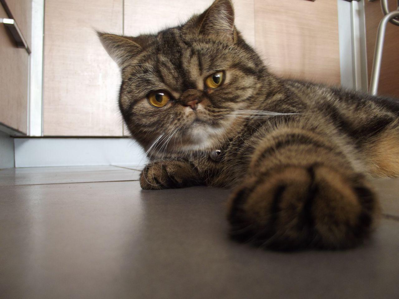 Cat YyLhgyzy5