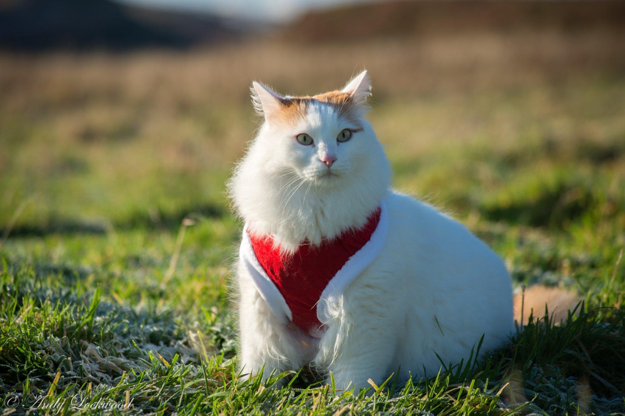 Cat YyxE3DfnS