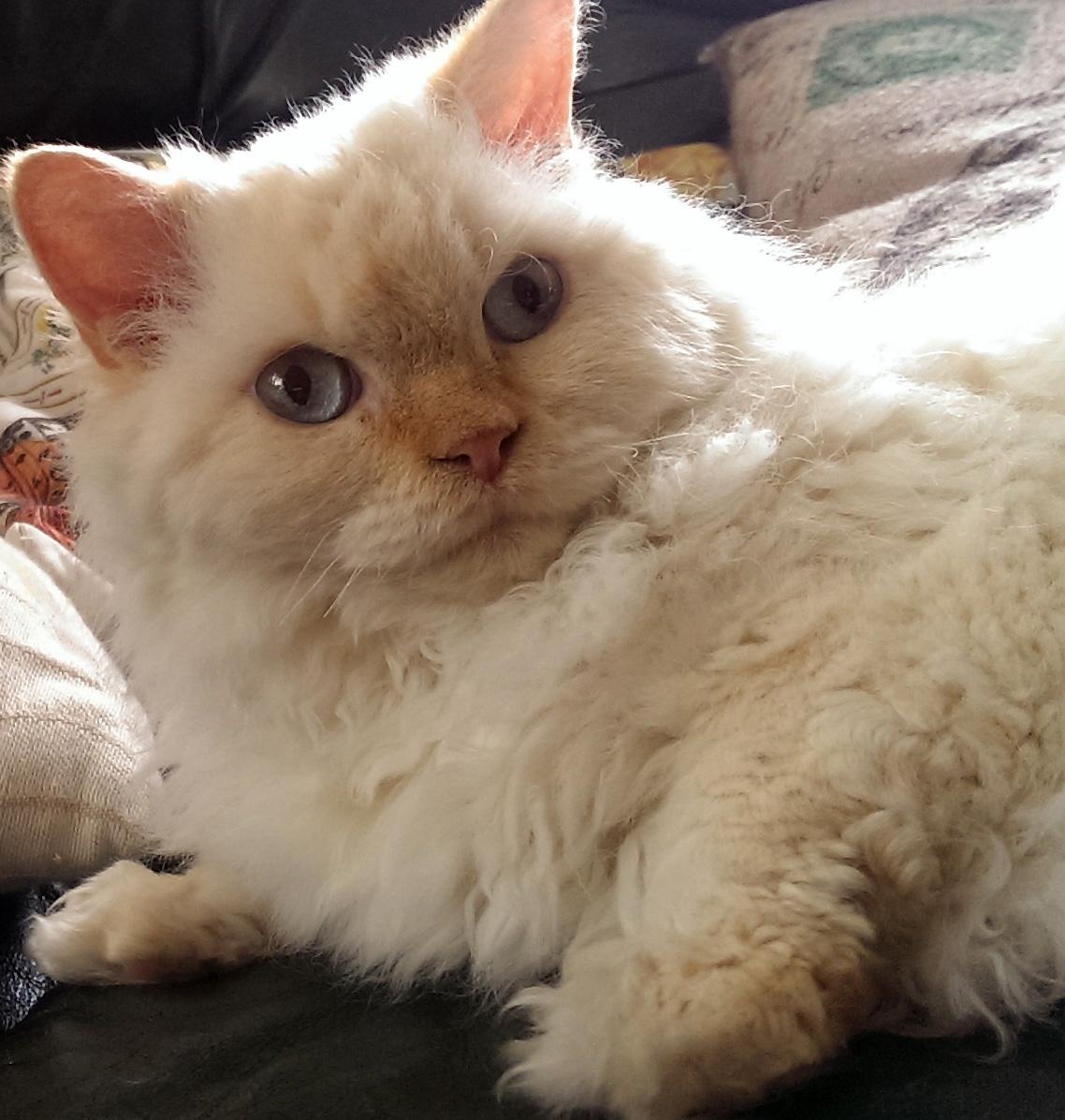 Cat Z0X1tZQIt