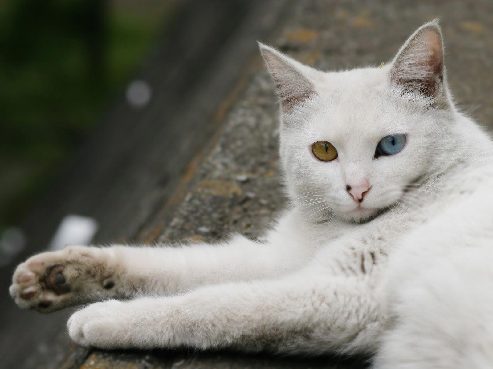 Cat ZGoY_Ivly