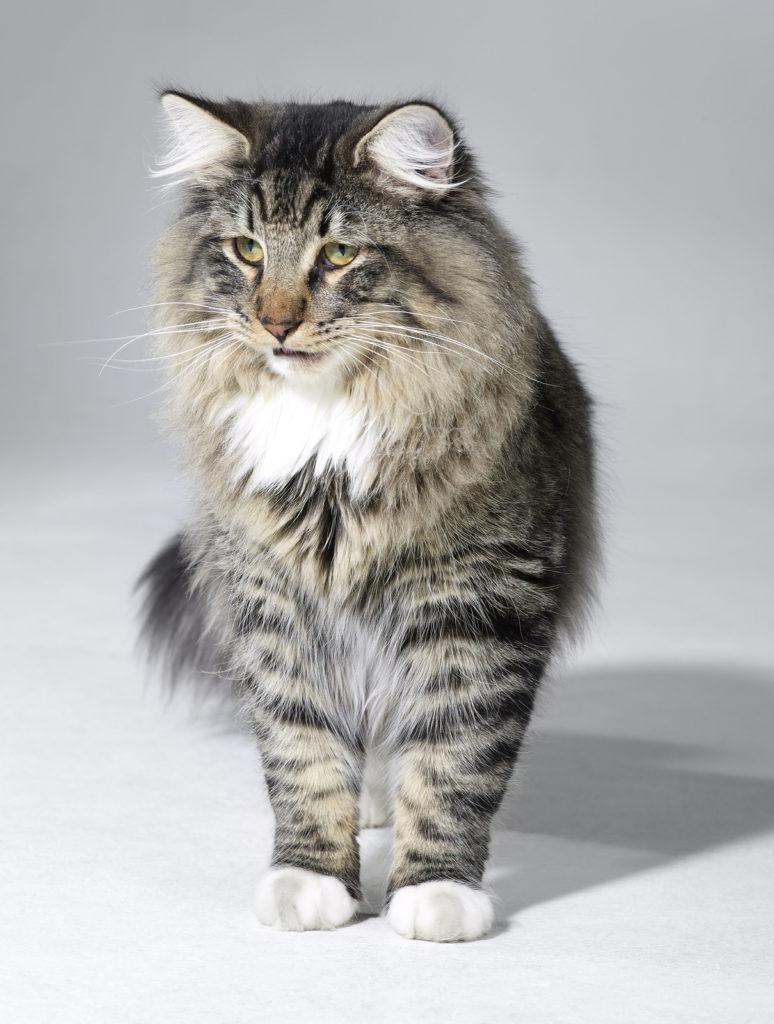 Cat ZR9dCROV8