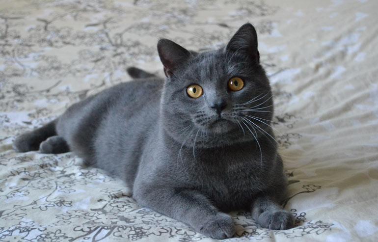 Cat ZSV_8HqoS