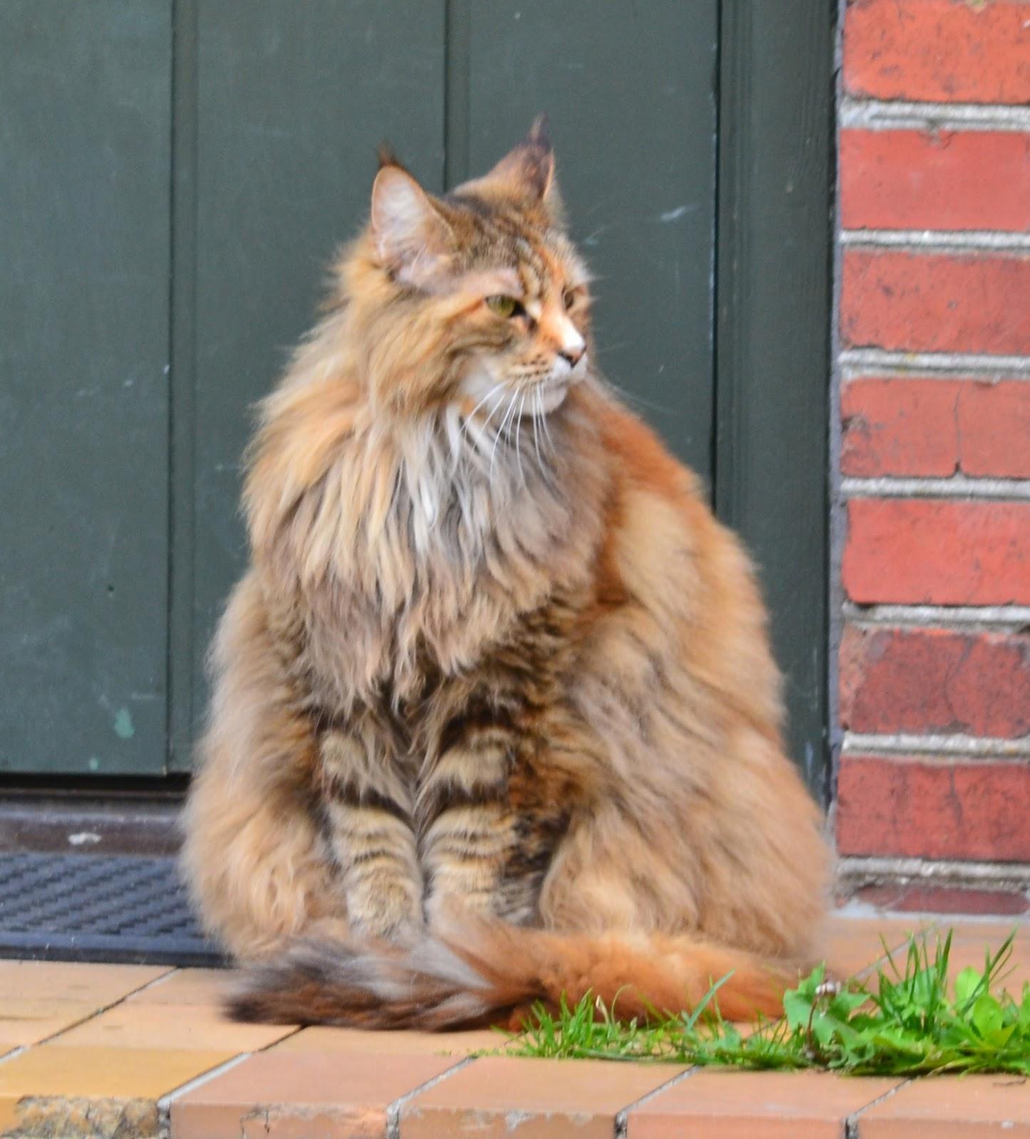 Cat ZUumV9qmY