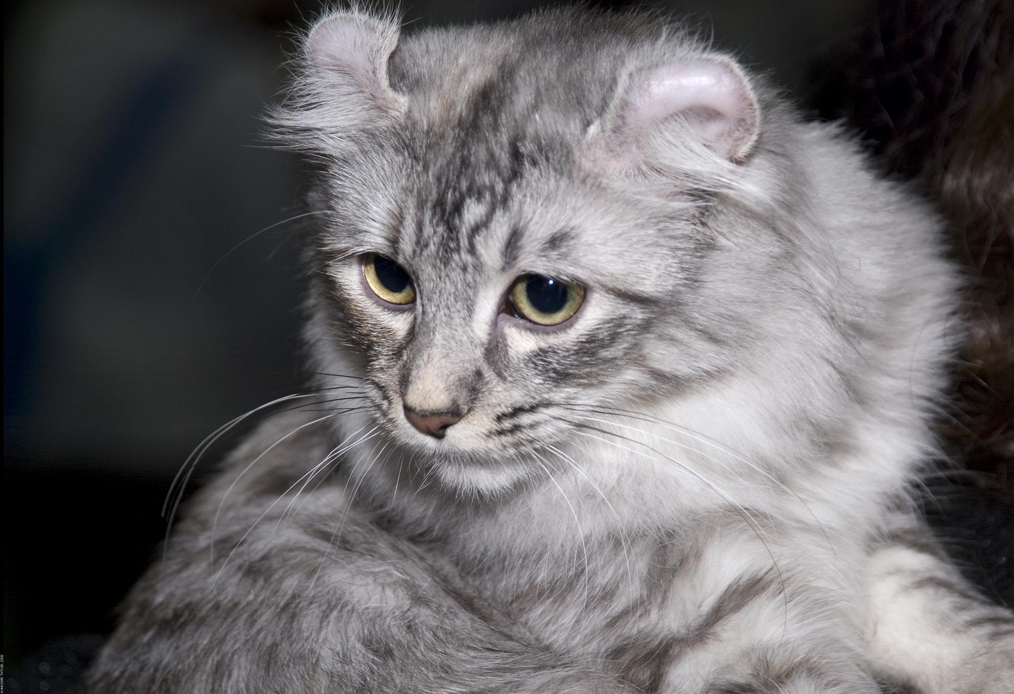 Cat ZZmFRKWZZ