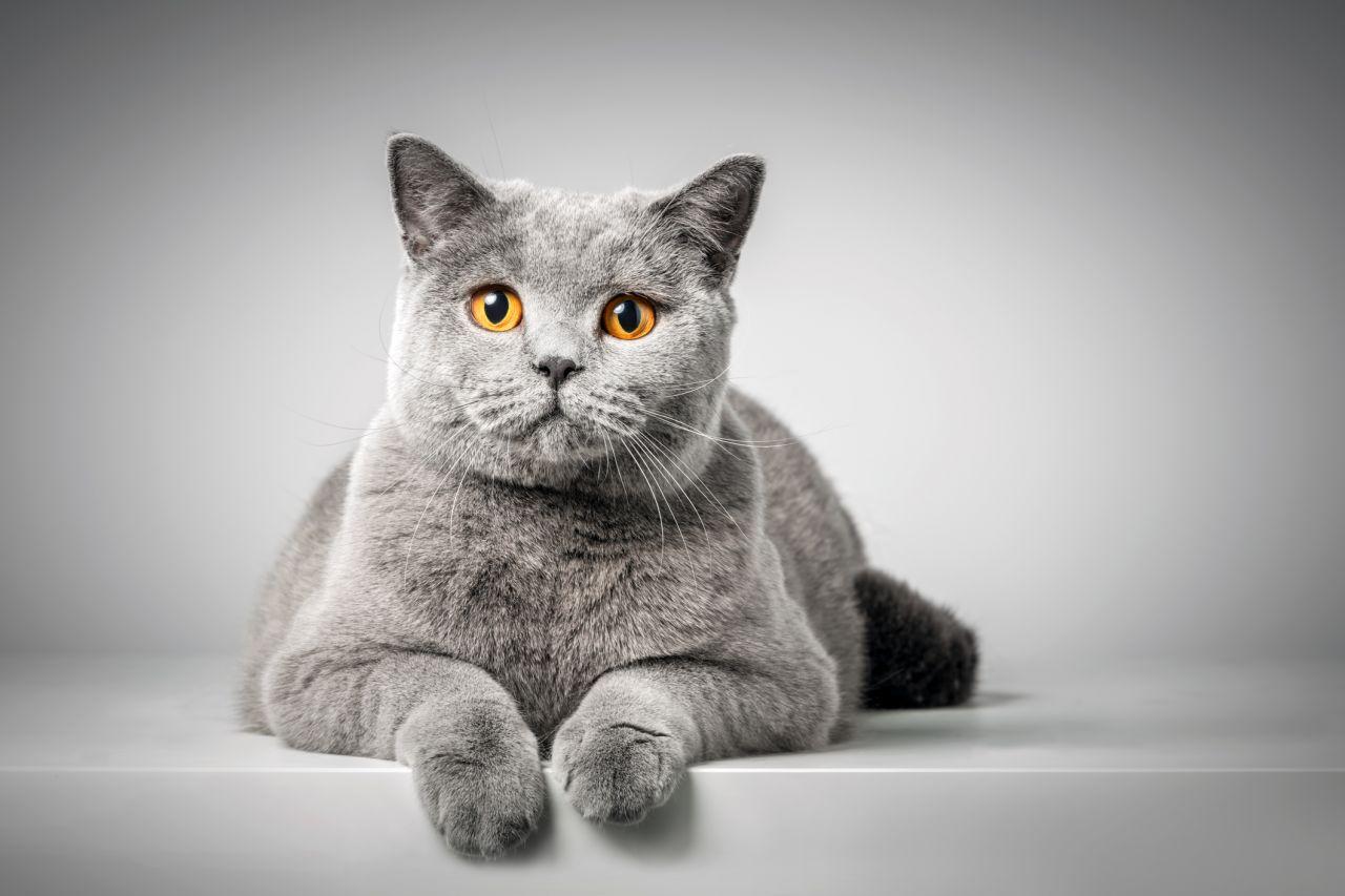 Cat ZdhQh9wc9