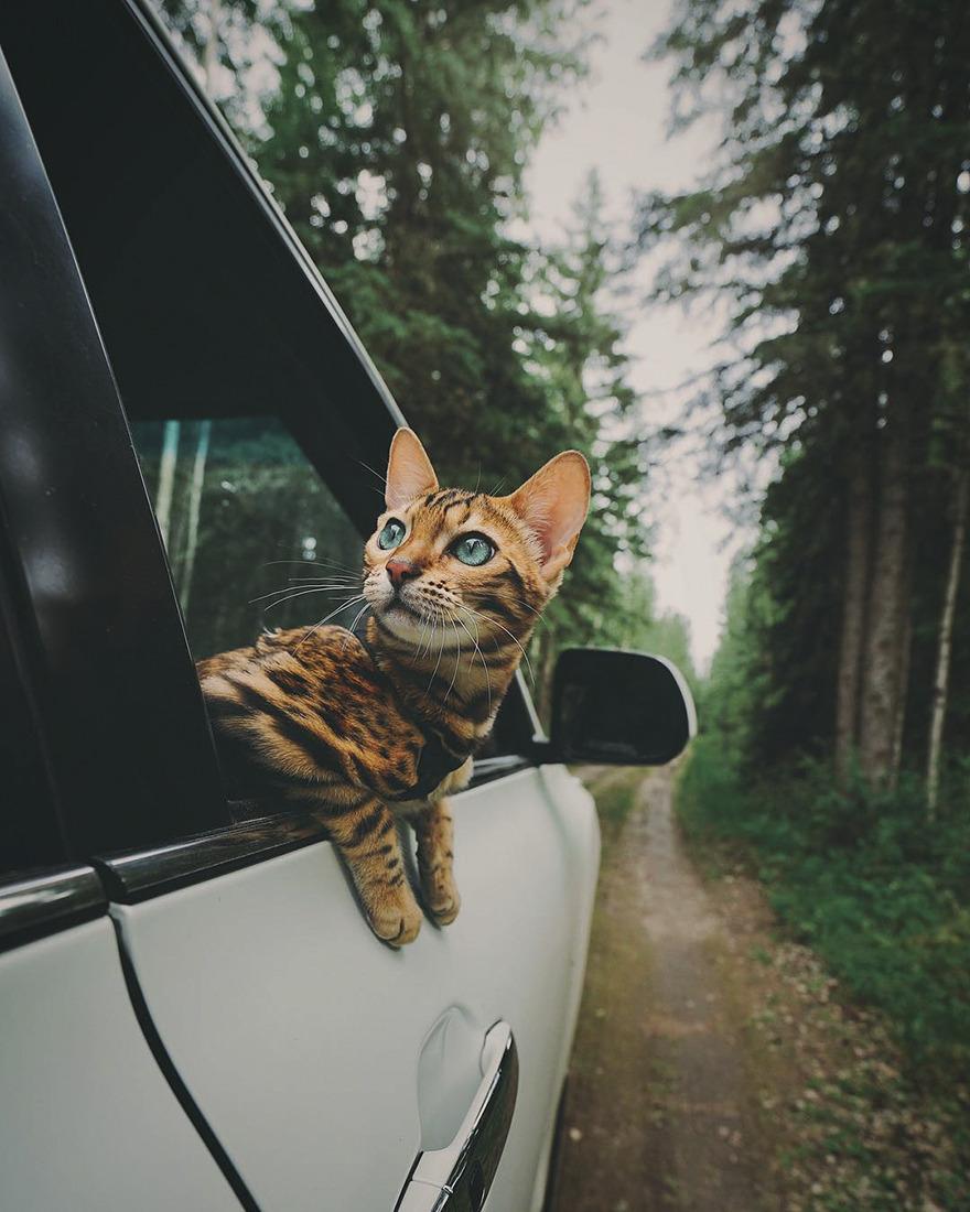 Cat ZocD-pQxd