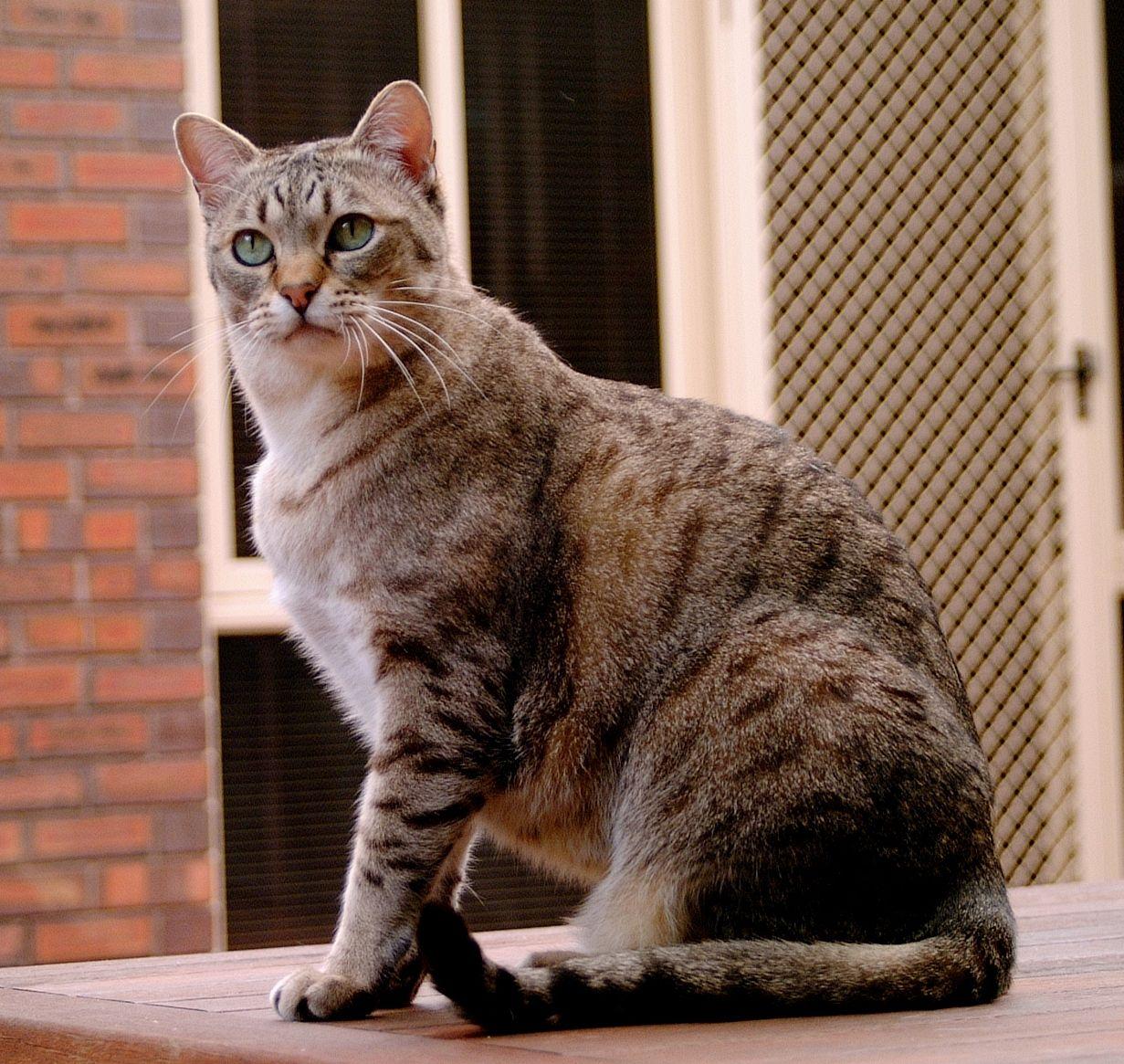 Cat _6x-3TiCA