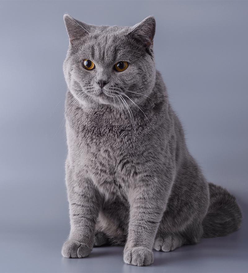 Cat _7U4xGLO_