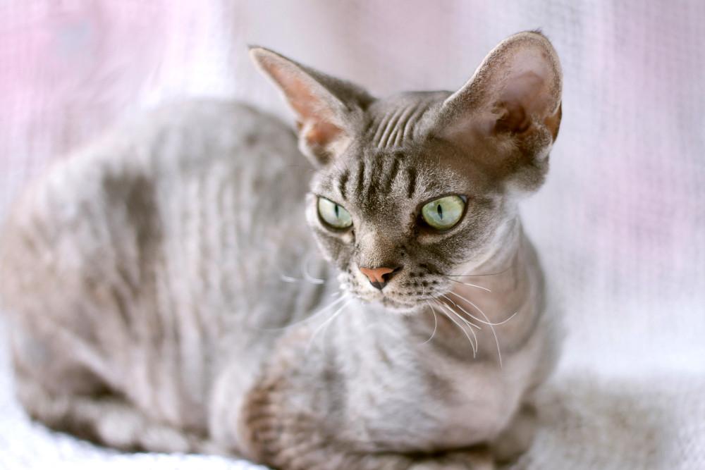 Cat _BhPUA-L-
