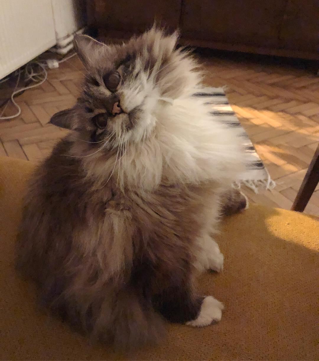 Cat _DFVS4T4I