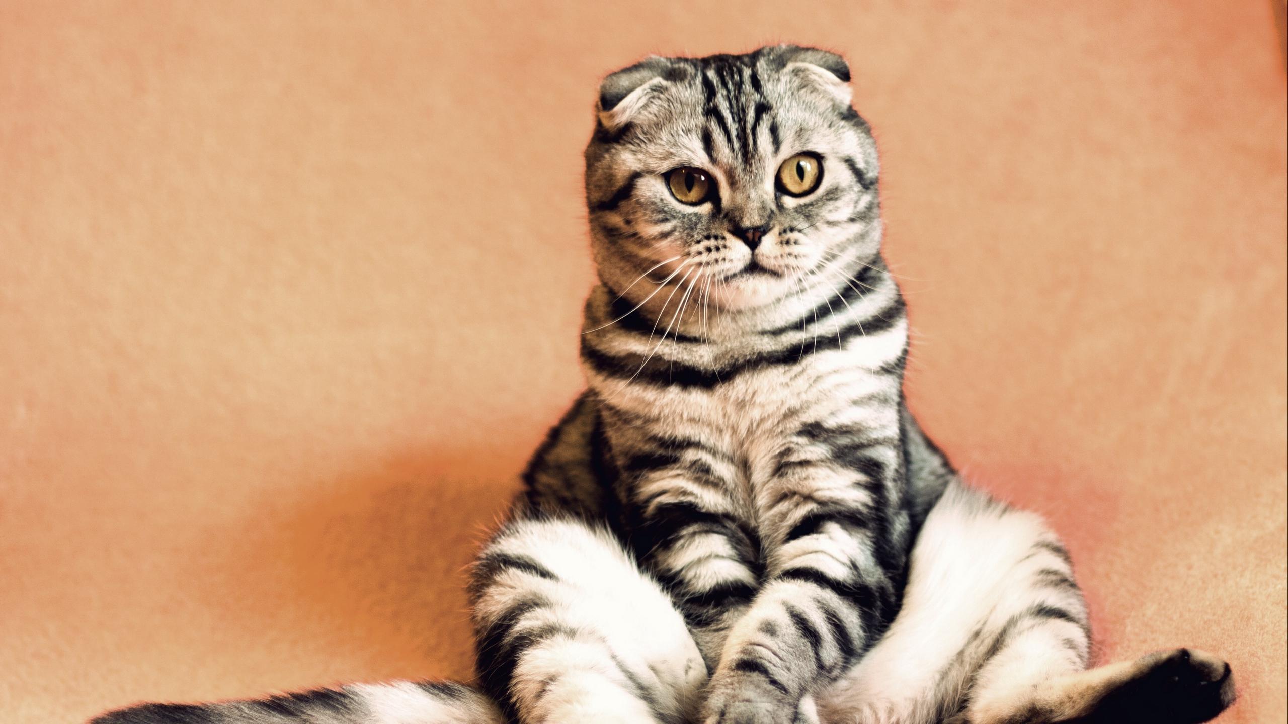 Cat _GVSjXZ4i