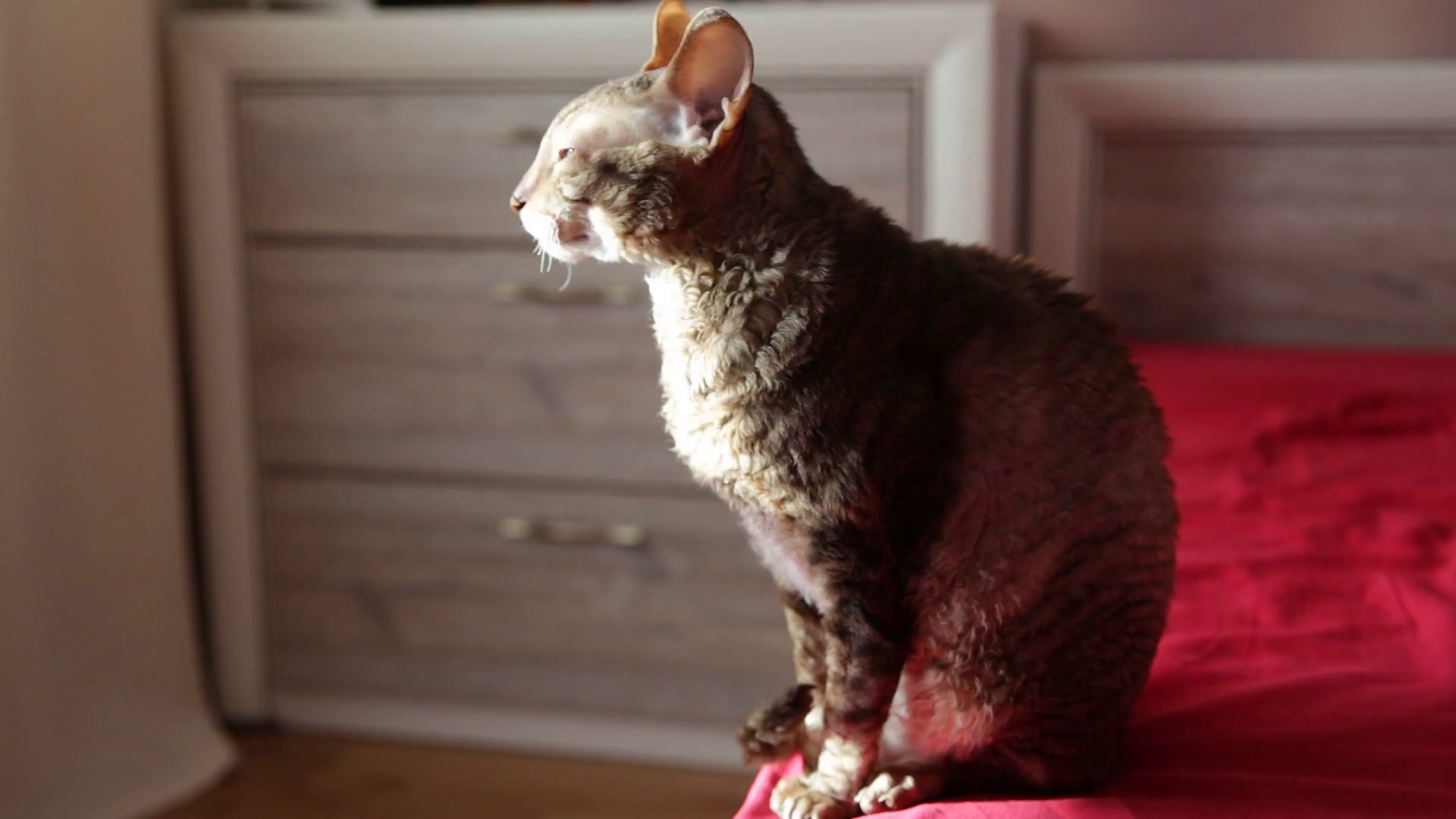 Cat _I6AsfuMg