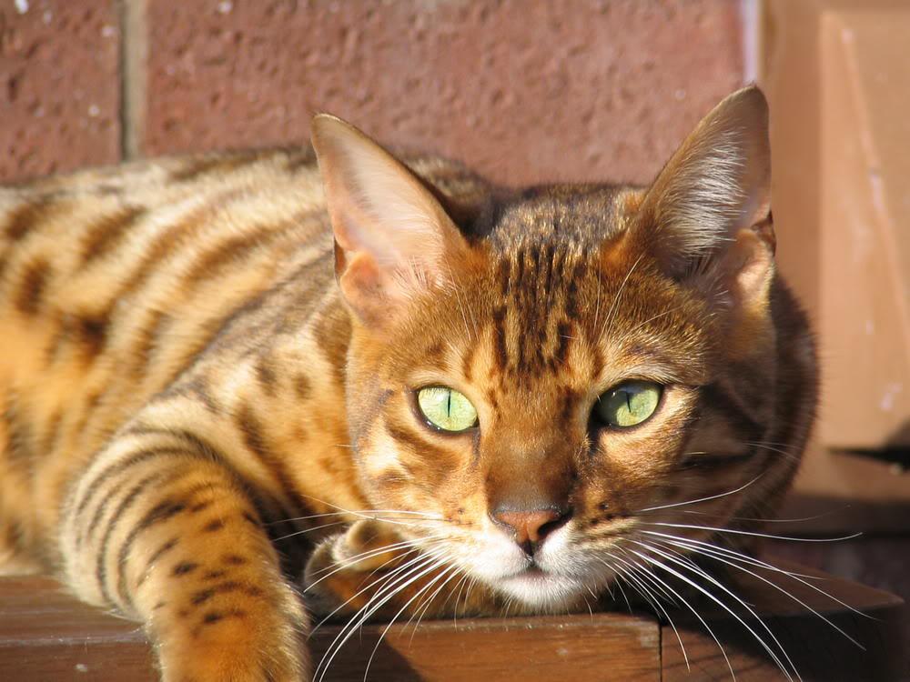 Cat _l8H9YK5_
