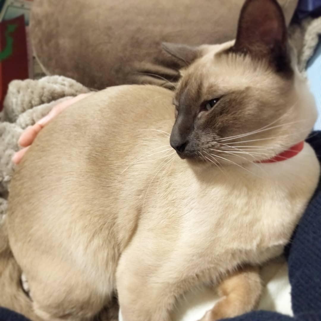Cat _np7TW9Iq