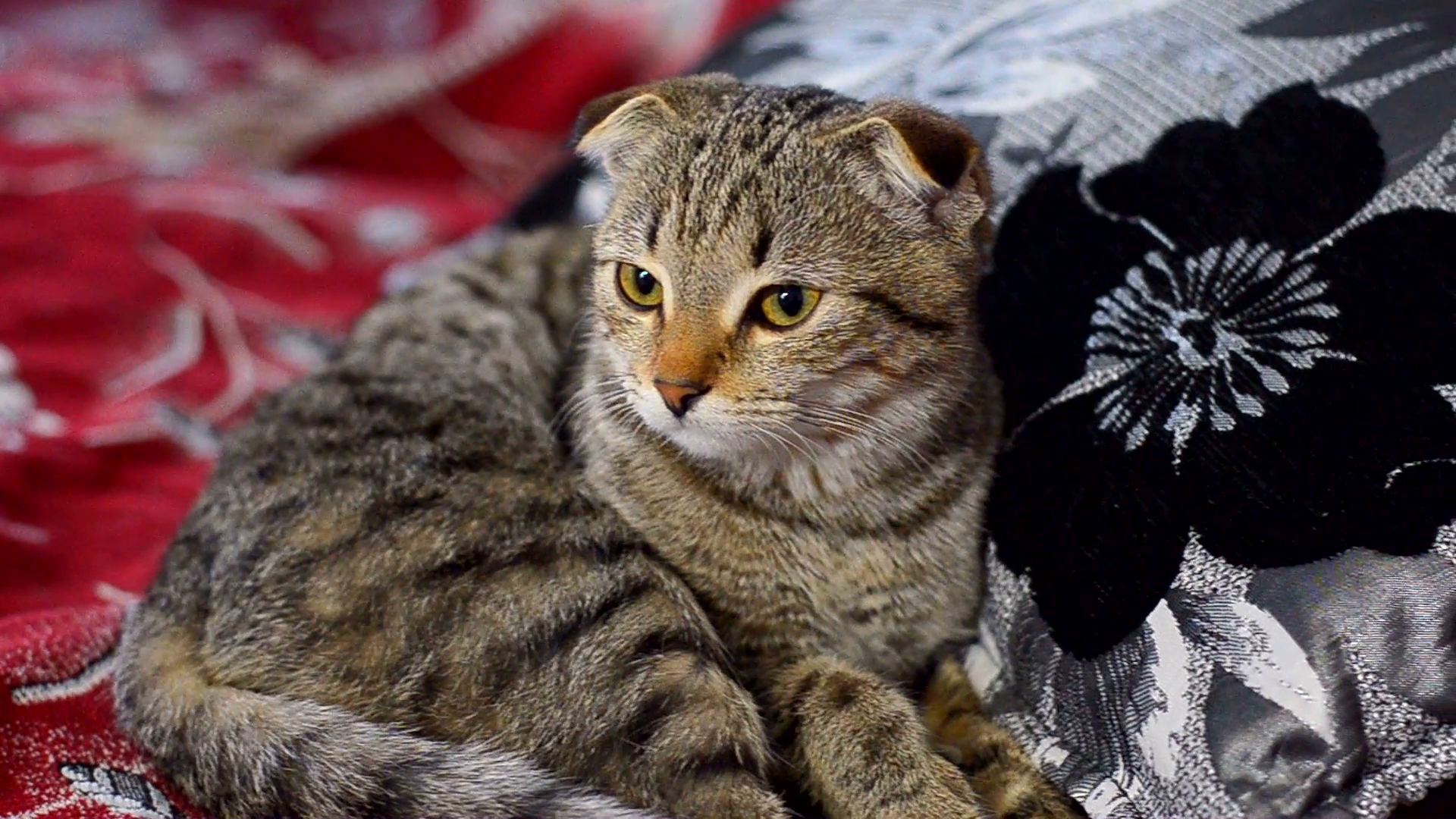 Cat _rWrxmDVv