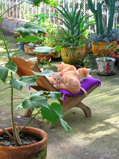 Cat a0a