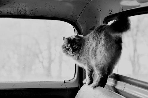Cat a0i