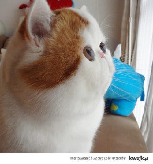 Cat a0l