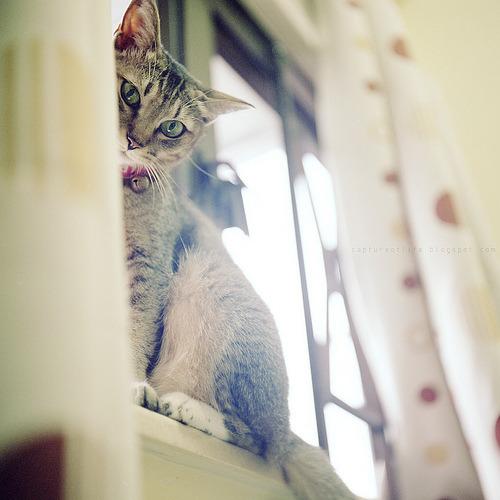 Cat a0t