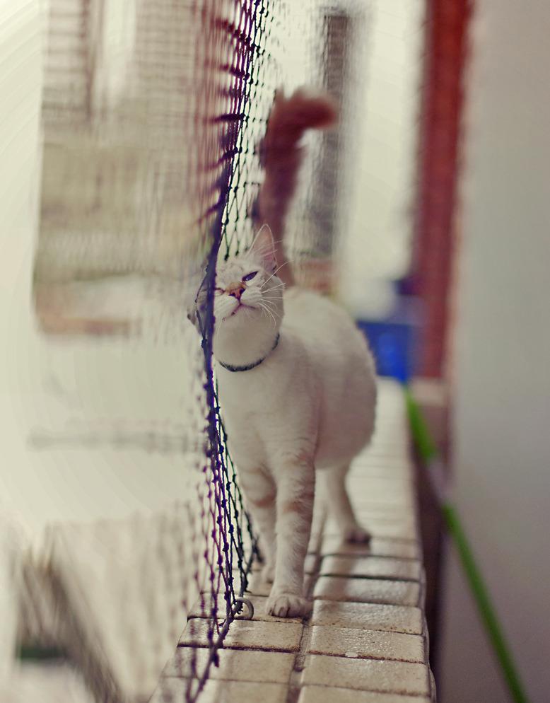 Cat a0v