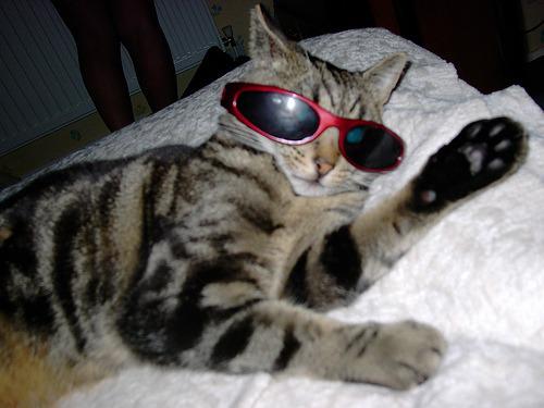 Cat a1