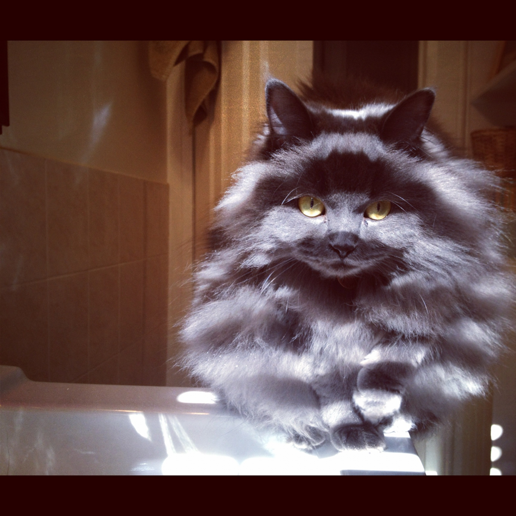 Cat a16