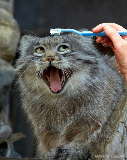 Cat a18