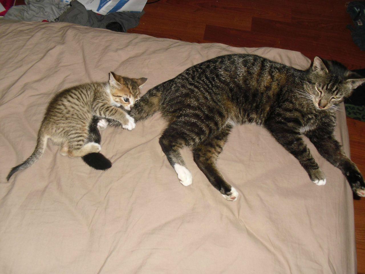 Cat a19