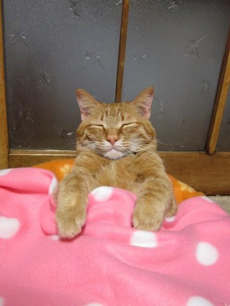 Cat a1a