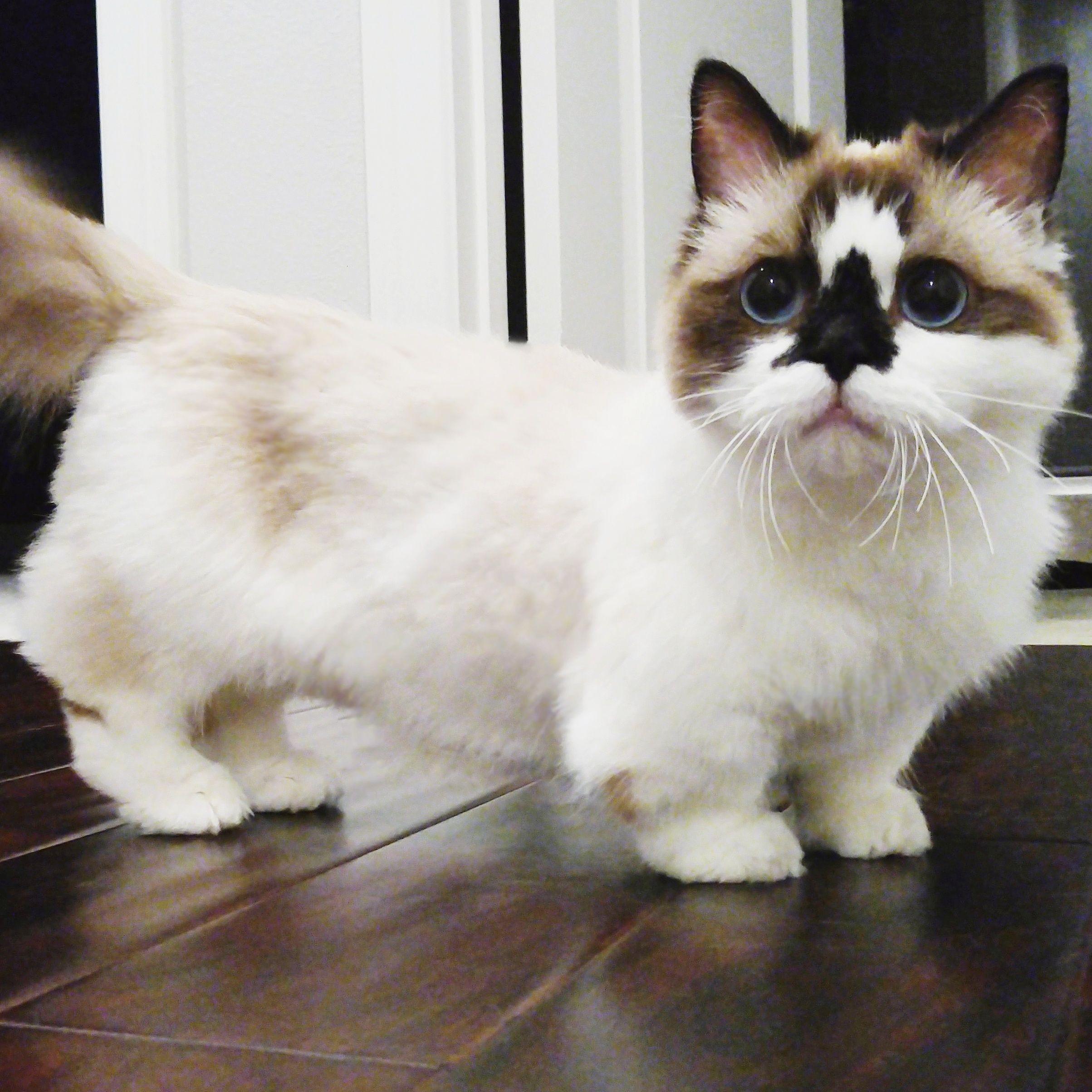 Cat a1g4Ycw-z