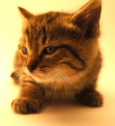 Cat a1h
