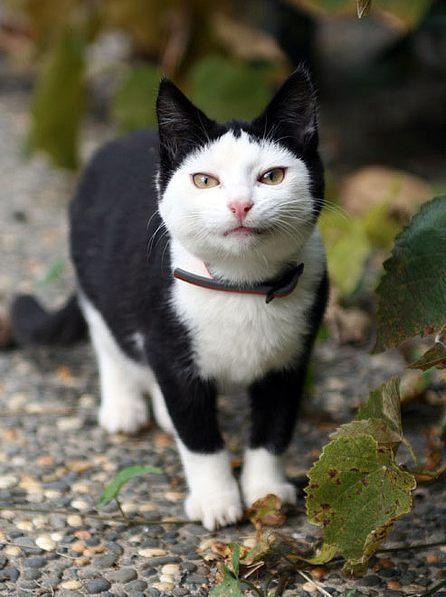 Cat a1o