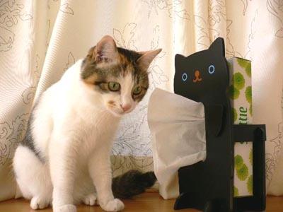 Cat a25