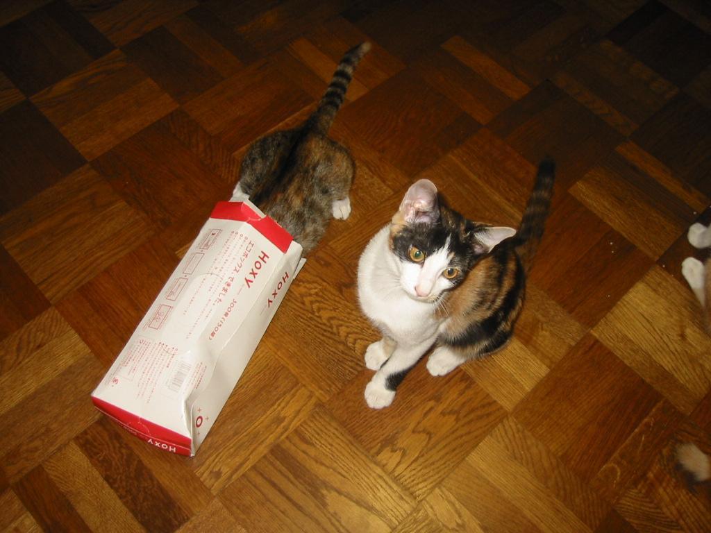 Cat a26