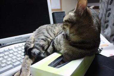 Cat a27