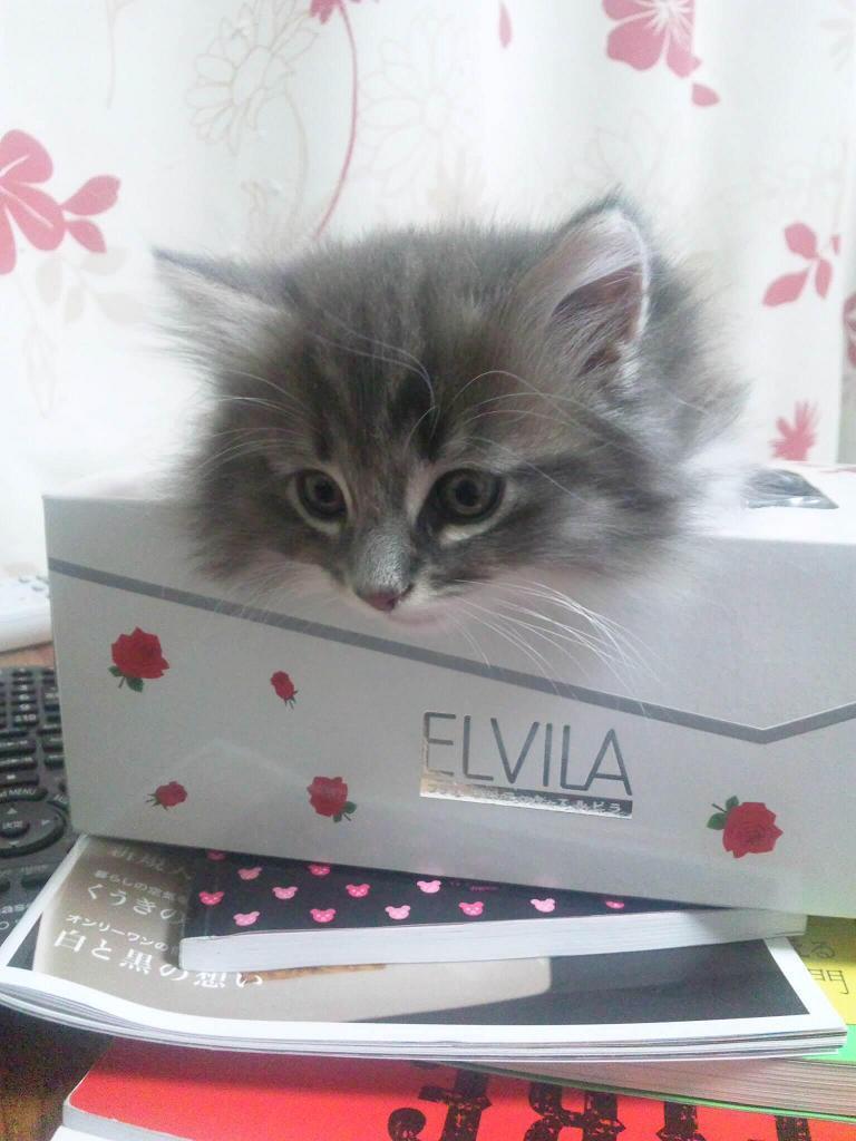 Cat a2e