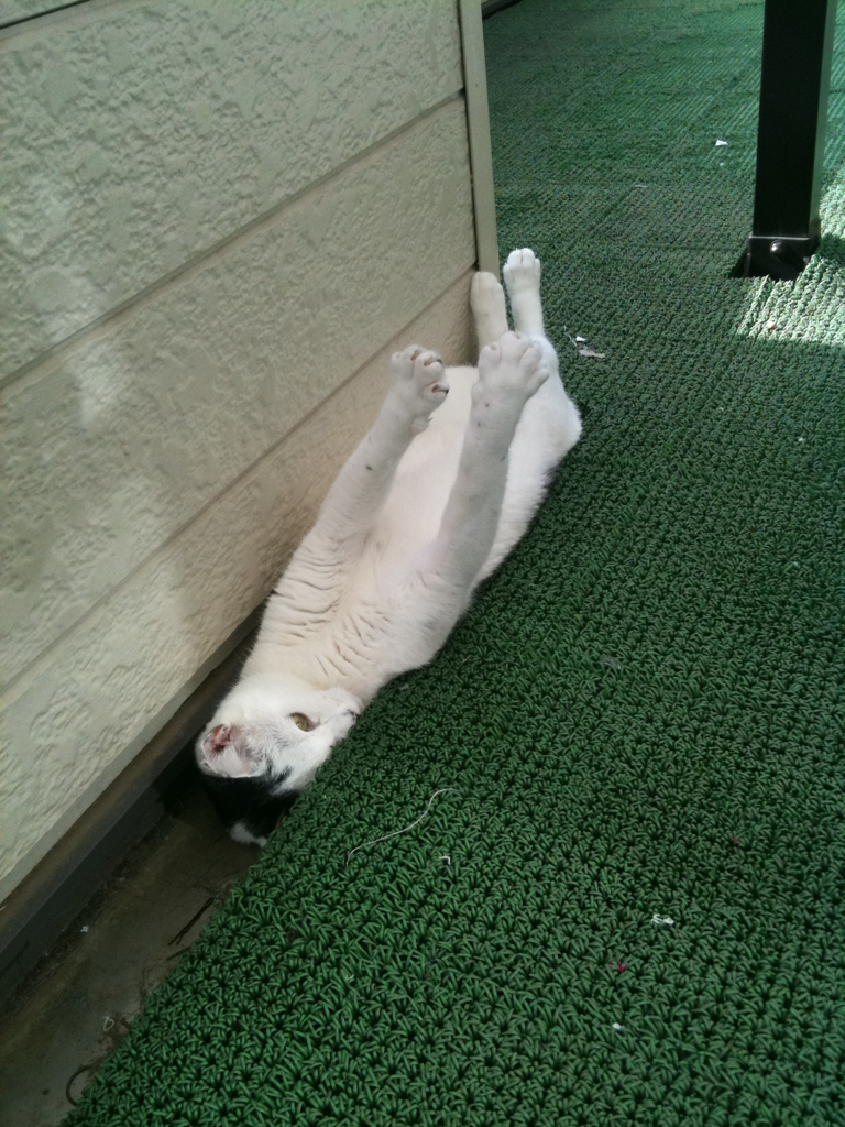 Cat a2g