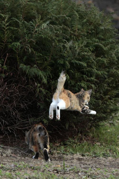 Cat a2o