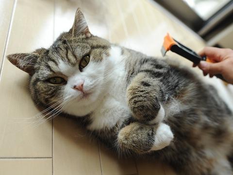 Cat a33