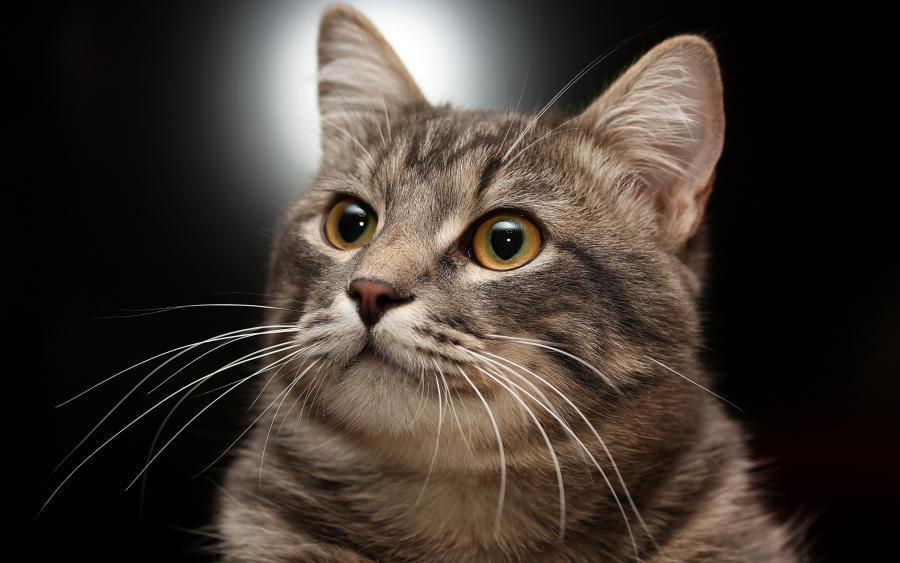Cat a34