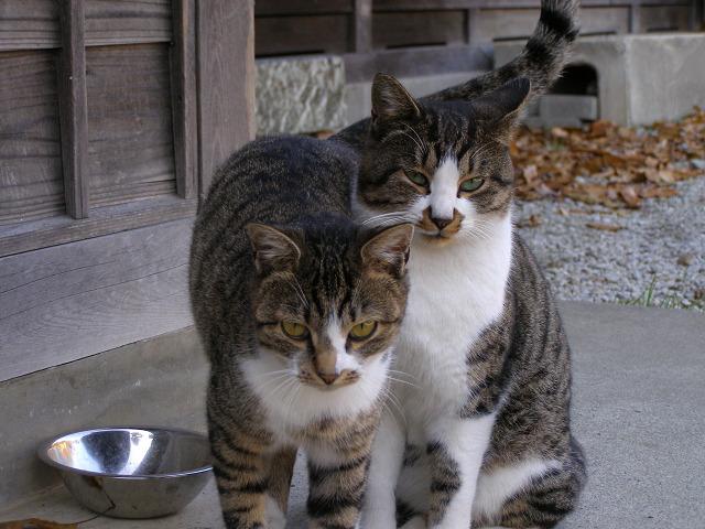 Cat a35
