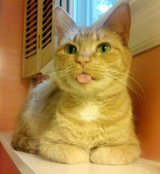 Cat a37