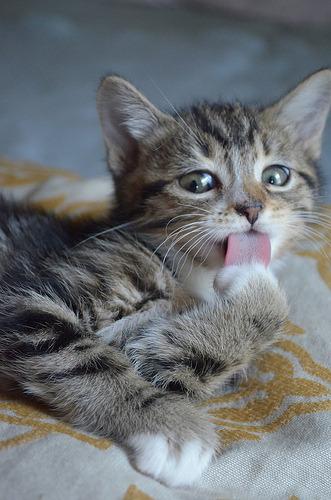 Cat a38