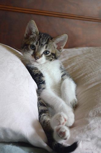 Cat a39