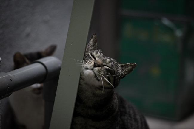 Cat a3a