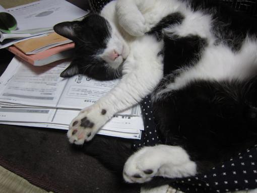 Cat a3b